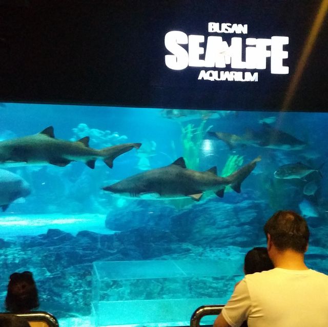 부산 아쿠아리움 