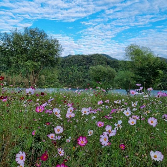 🌻남도꽃정원 해바라기, 코스모스 즐기기🌼