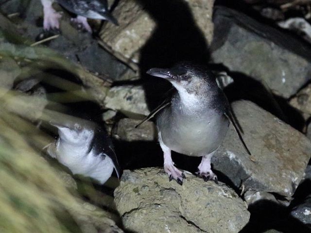 紐西蘭 ｜ 奧塔哥半島尋找野生動物