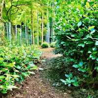 【京都】日本最古の茶園