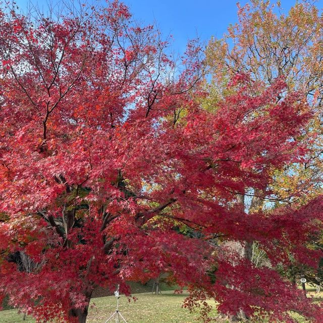 Emperor palace in Tokyo - fall season