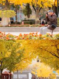 The most beautiful ginkgo in Shanghai 