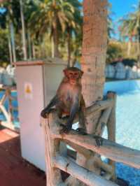 Nanwan Monkey Island🌴🙊🥥