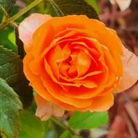 Rose Garden in Houtan Park