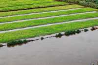 Rice seedlings are actually very beautiful.