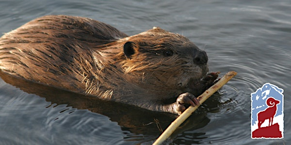 Beavers are Back! With a Little Help from their Friends | Fall River Visitor Center