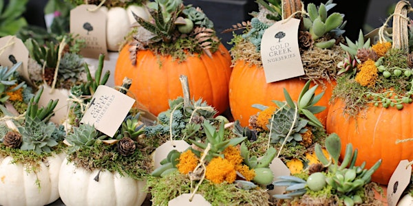 Pumpkin Succulent Workshop | Cold Creek Nurseries, Hitchcock Parkway, Aiken, SC, USA