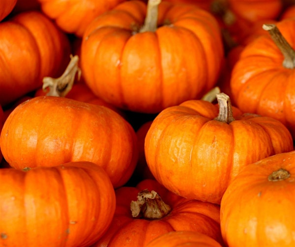 Clay Pumpkin Workshop (ECC2511) | Carlton Marshes Nature Reserve & Visitor Centre