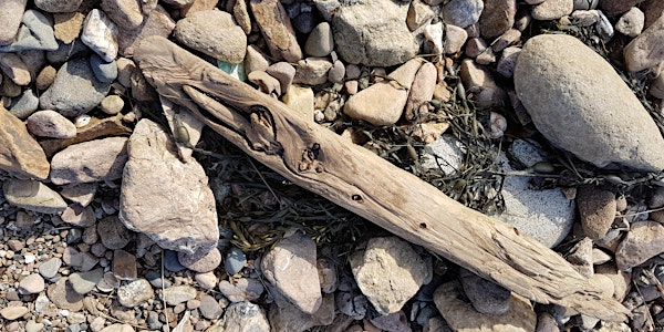 Introduction to working with wild-wood | Applestore Cafe