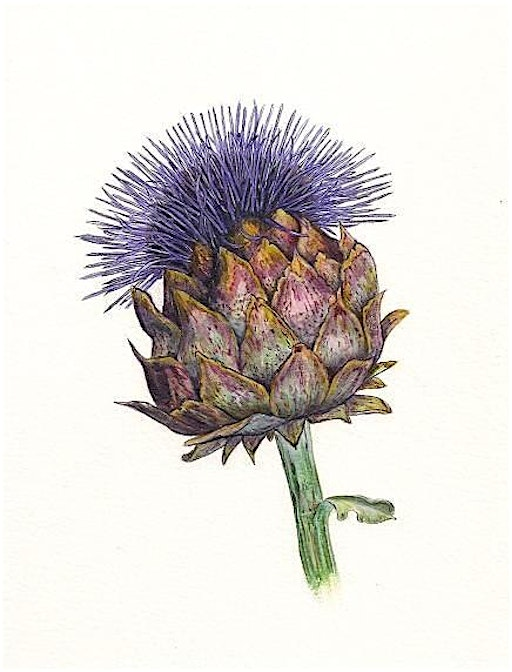 Botanical Illustration for Beginners | Greystones Farm Nature Reserve