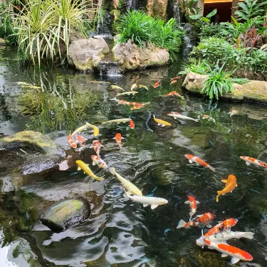 fish pond accessories singapore Mood Lab Fairy Garden - Miniature & Fairy Figurine Kit - 2 pcs Set of Garden Marlin Series 11'x16'x3' Hybrid Pond