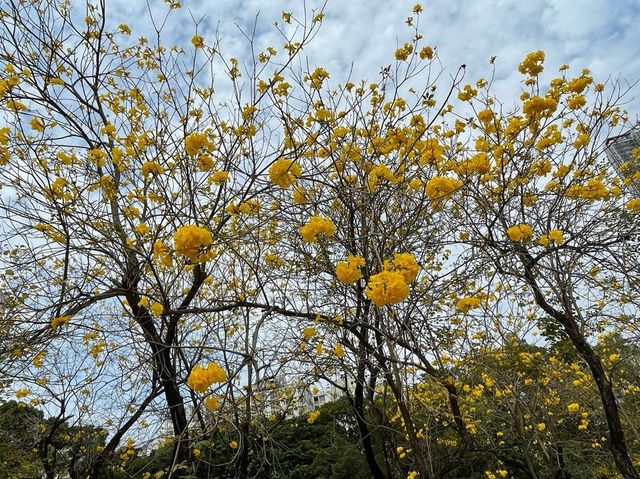 花開堪折直須折，莫待花落空折枝