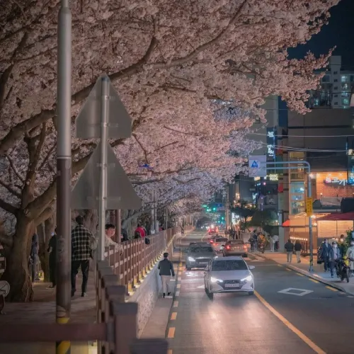 🌸밤의 벚꽃이 예쁜 [부산, 온천천]🌸