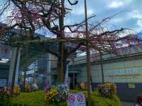 京都　SAKURA 桜めぐり❗️JR山科駅〜毘沙門堂まで散策してみた！