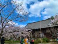 京都　SAKURA 桜めぐり❗️毘沙門堂の枝垂桜に感動❗️