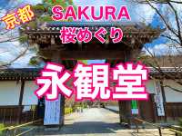 京都　SAKURA 桜めぐり❗️永観堂の桜に感動❗️
