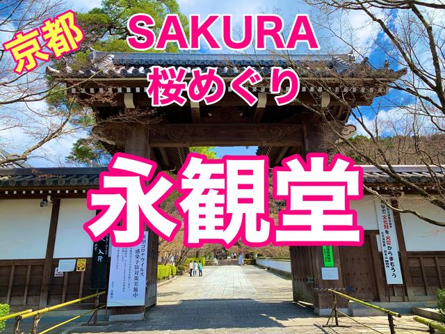 京都　SAKURA 桜めぐり❗️永観堂の桜に感動❗️