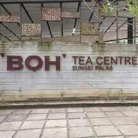 Boh Tea Centre