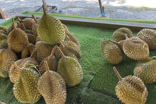 Musang King Raub Restaurant