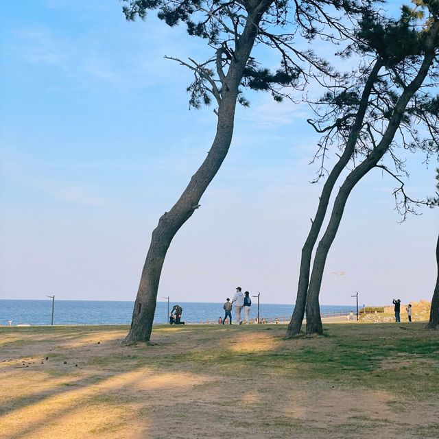 🍂 올해 가을 피크닉은 여기에서 울산 ”간절곶” 🍂