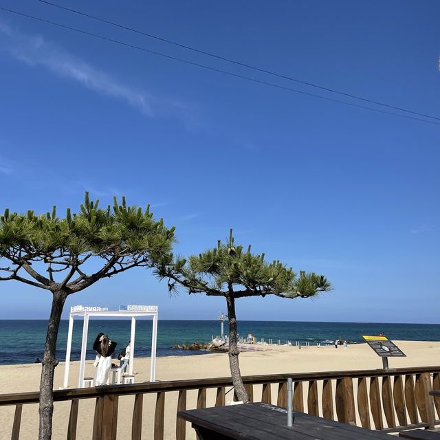 동해바다의 대표_ 강문해변⛱️