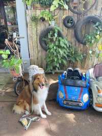 Pet-friendly cafe!