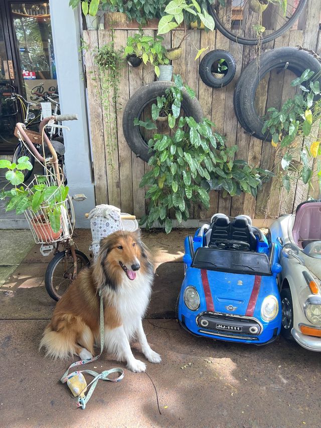 Pet-friendly cafe!