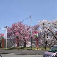 日本 天童公園舞鶴山