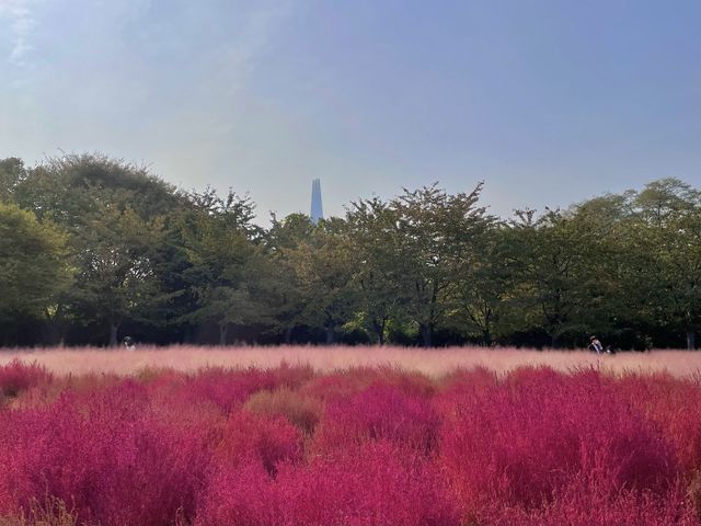 서울에서 보는 핑크뮬리💖