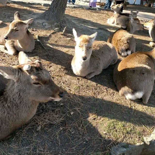 奈良県　奈良公園　鹿と出会い