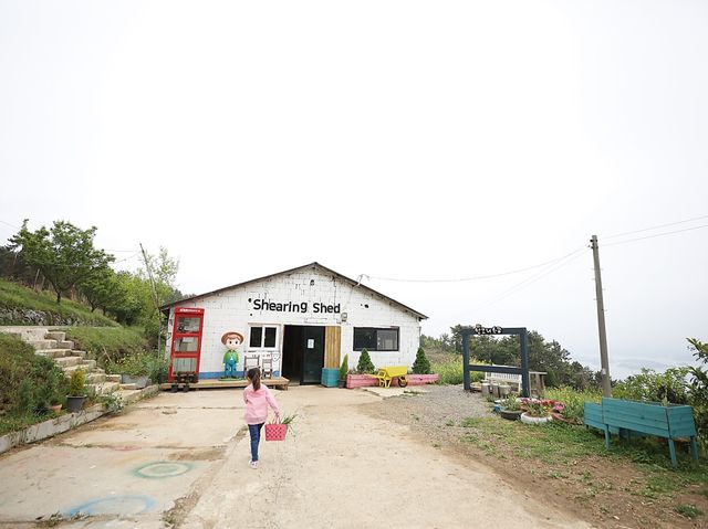 남해 양떼목장 양모리학교 너무 재밌어