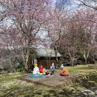 【台灣拉拉山 恩愛農場】 深山探櫻 粉紅仙境