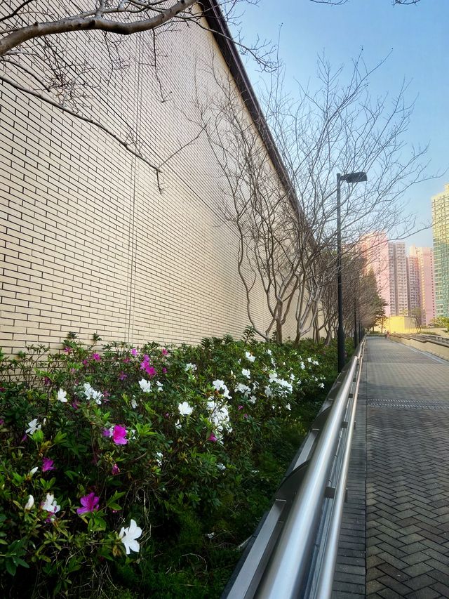 🌸有係時候一齊去公園賞花啦🥳