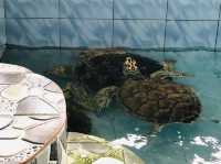 ; Pusat Ikan Hiasan PD.🐟
