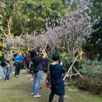 城門谷公園🌸賞賞吉野櫻