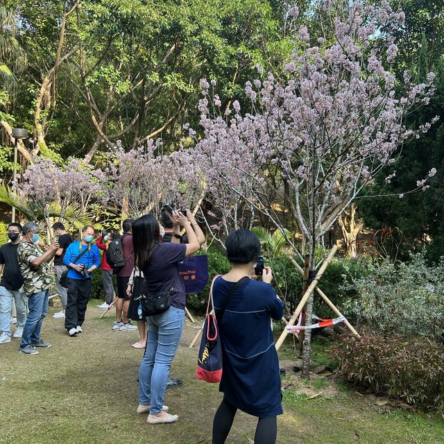 城門谷公園🌸賞賞吉野櫻