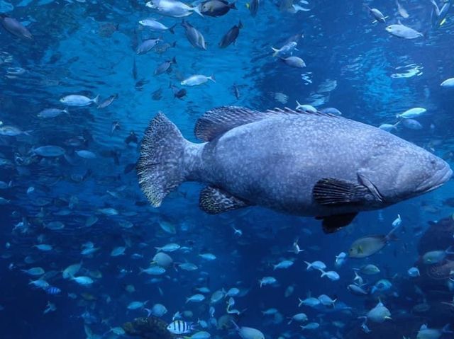 เที่ยวเล่นดูโชว์ปลาที่ Aquaria KLCC 