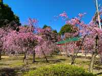 京都　SAKURA 桜めぐり❗️平安神宮の神苑の桜に感動❗️