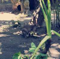 amazing zoo park in bali 