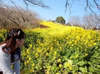 超夢幻油菜花田｜日本神奈川縣🤩🤩