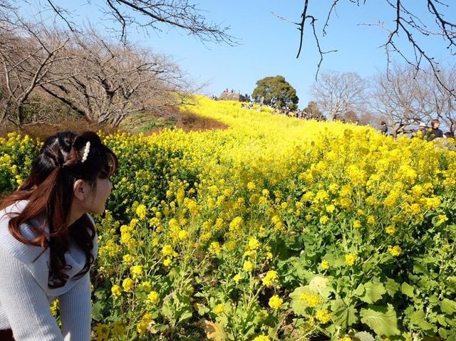 超夢幻油菜花田｜日本神奈川縣🤩🤩