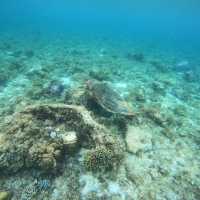 MOALBOAL- Sea Adventure