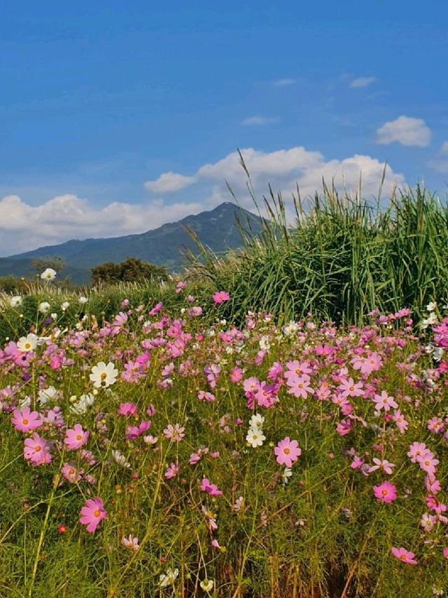 부산에서 만나는 코스모스밭