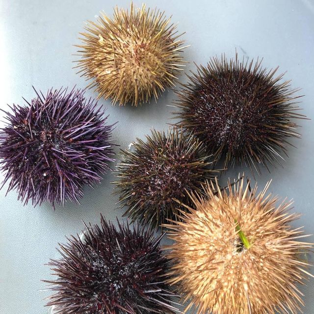 新鮮海鮮🦞之旅親手活捉海鮮塔斯曼尼亞初體驗