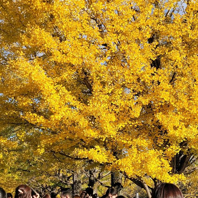 Yellow leaves, Ginkgo Tree!