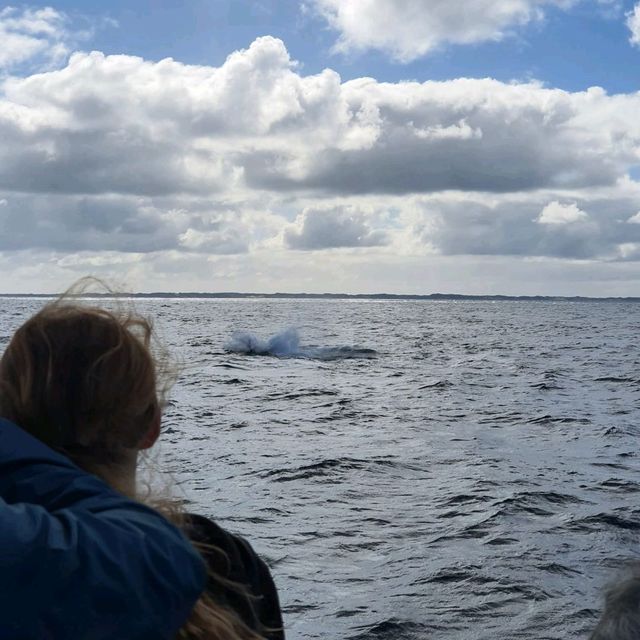 Whale Watching in Augusta