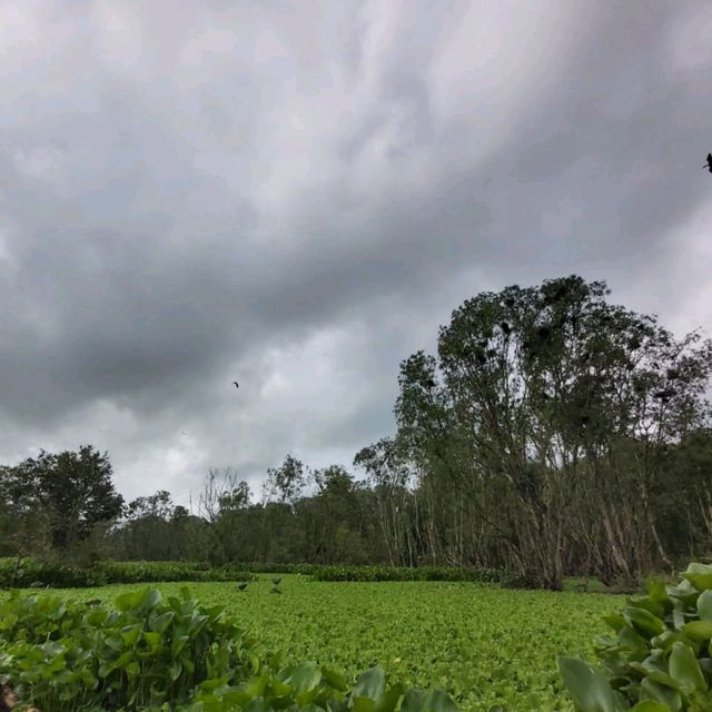 An Giang, Rừng Trà sư