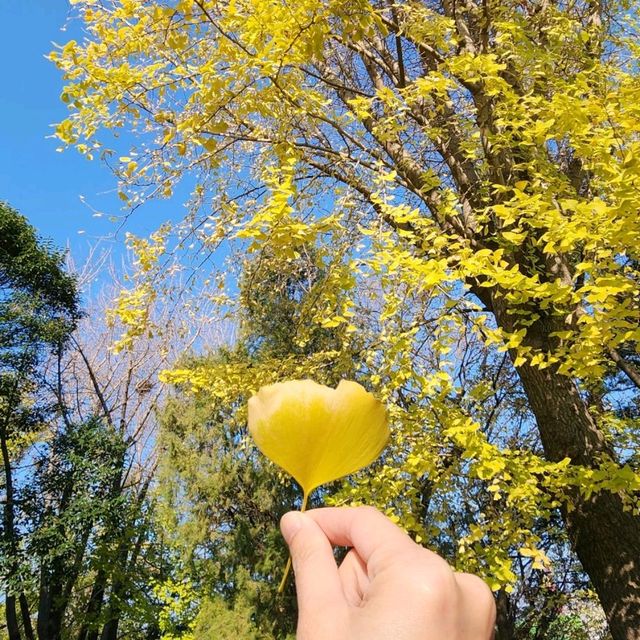 龍頭山公園喝釜山啤酒