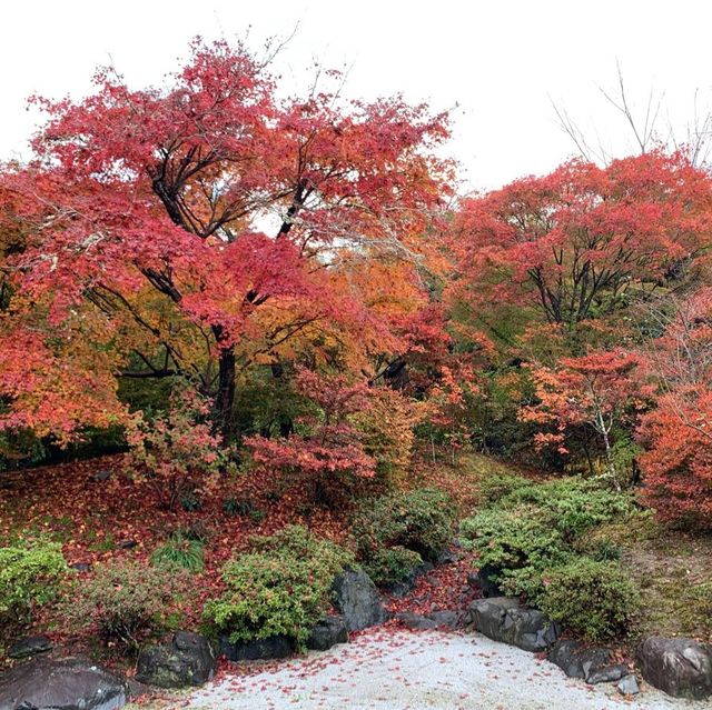 京都紅葉2022 宝筐院の素晴らしい紅葉
