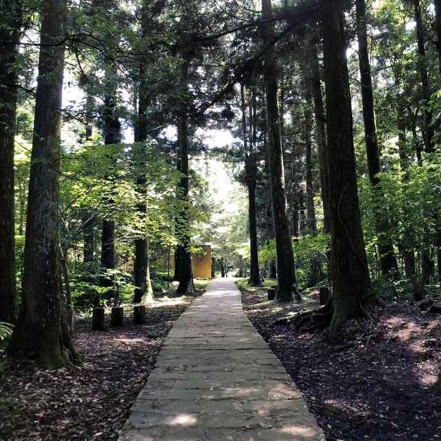 桃園 東眼山